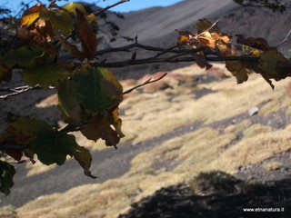 nte Pizzillo-21-10-2012 08-50-50